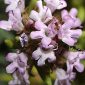 Thymus serpylloides Bory