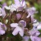 Thymus serpylloides Bory