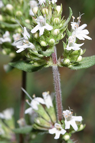 Thymus serpylloides subsp. gadorensis (Pau) Jalas