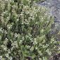 Thymus vulgaris L.