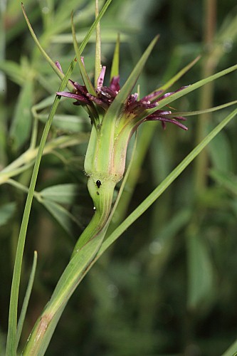 Tragopogon angustifolius L.