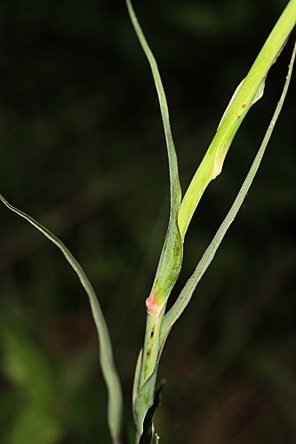 Tragopogon dubius Scop.