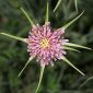 Tragopogon porrifolius L.