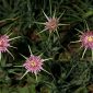 Tragopogon porrifolius L.
