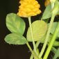 Trifolium campestre Schreb.