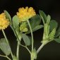 Trifolium campestre Schreb.