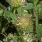 Trifolium cherleri L.