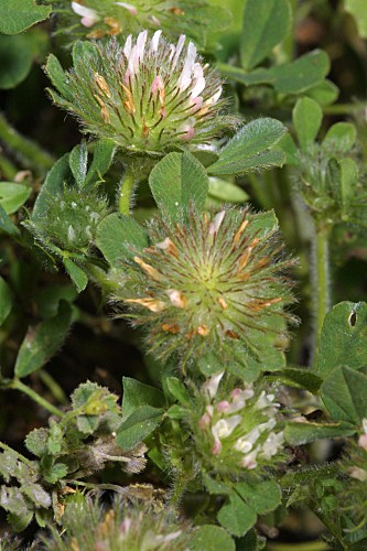 Trifolium cherleri L.