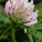 Trifolium fragiferum L.