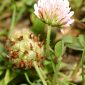 Trifolium fragiferum L.