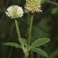 Trifolium montanum L.