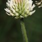 Trifolium montanum L.