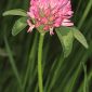 Trifolium pratense L.