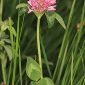 Trifolium pratense L.