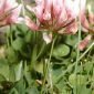 Trifolium repens var. nevadense (Boiss.) C. Vicioso