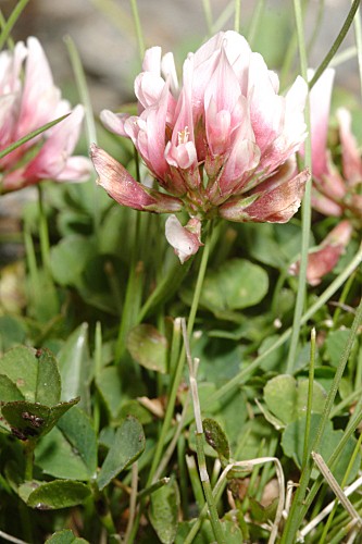 Trifolium repens var. nevadense (Boiss.) C. Vicioso