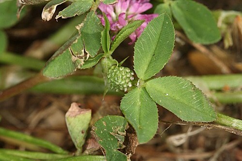 Trifolium resupinatum L.