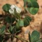 Trifolium subterraneum L.