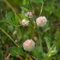 Trifolium tomentosum L.