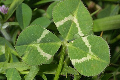 Trifolium tomentosum L.