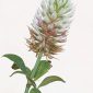 Trifolium vessiculosum Savi
