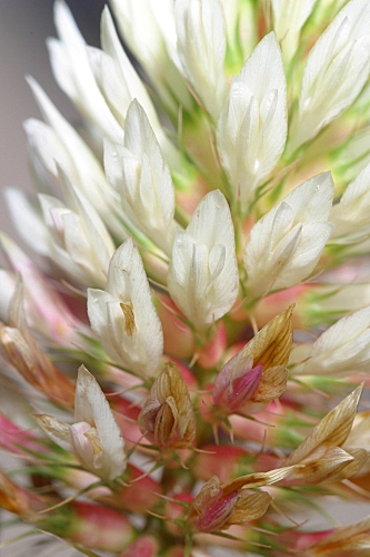 Trifolium vessiculosum Savi