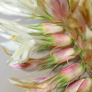 Trifolium vessiculosum Savi