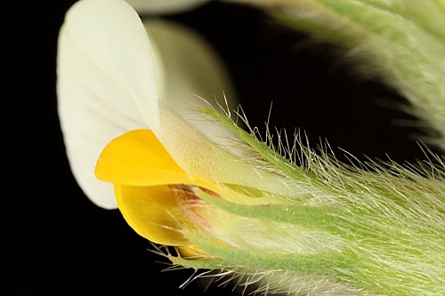 Tripodion tetraphyllum (L.) Fourr.