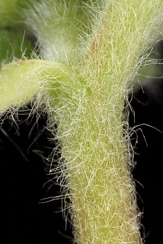 Tripodion tetraphyllum (L.) Fourr.