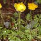 Trollius europaeus L.