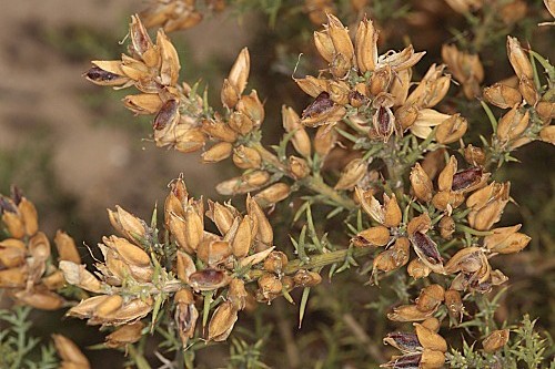 Ulex australis Clemente