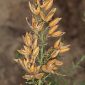 Ulex australis Clemente