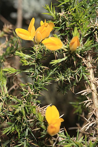 Ulex baeticus subsp. baeticus Boiss.