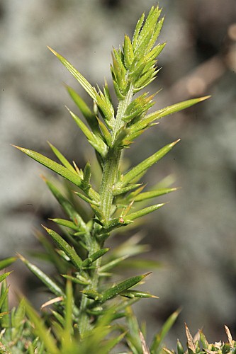 Ulex baeticus subsp. baeticus Boiss.