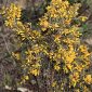 Ulex eriocladus C. Vicioso