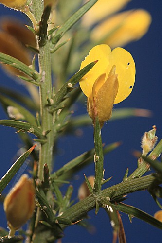 Ulex parviflorus subsp. parviflorus Pourr.