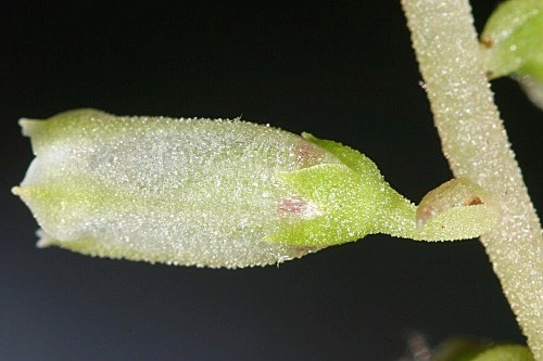 Umbilicus gaditanus Boiss.