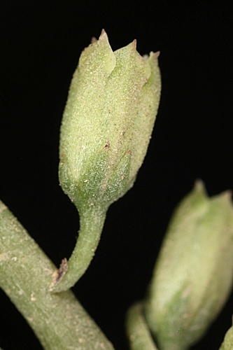 Umbilicus rupestris (Salisb) Dandy