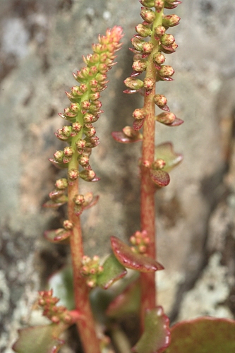 Umbilicus rupestris (Salisb) Dandy