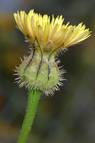 Urospermum picroides (L.) Scop. ex F.W. Schmidt