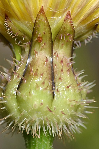 Urospermum picroides (L.) Scop. ex F.W. Schmidt