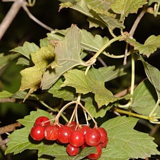 Viburnum lantana L.