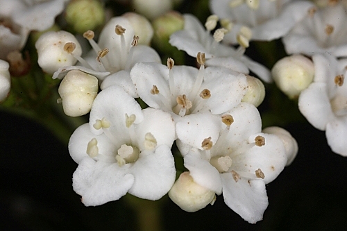 Viburnum tinus L.