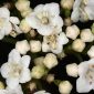 Viburnum tinus L.