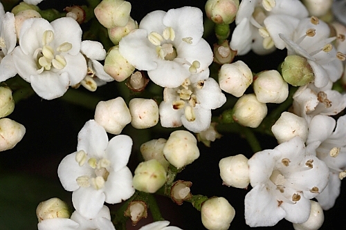 Viburnum tinus L.