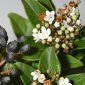 Viburnum tinus L.