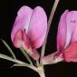 Vicia angustifolia L.