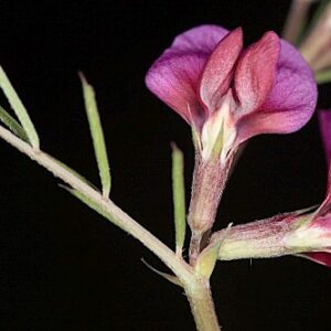 Vicia angustifolia L.