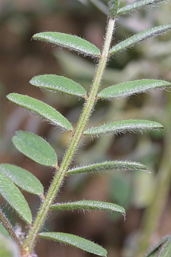 Vicia benghalensis L.