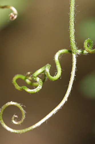 Vicia benghalensis L.